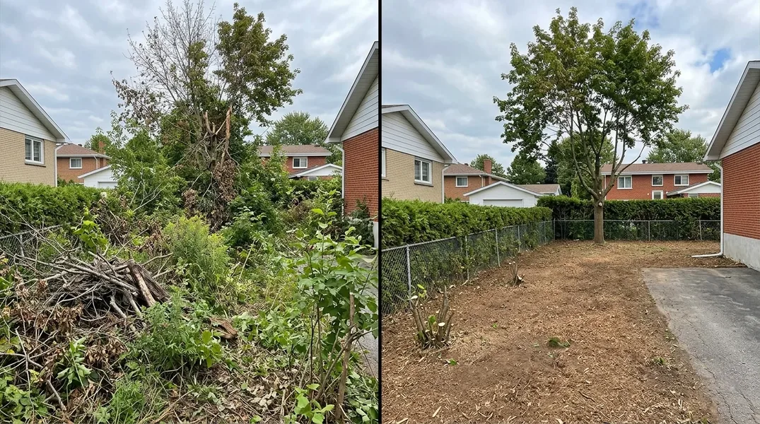 Agrile du frêne à Brossard : reconnaître les signes et décider à temps