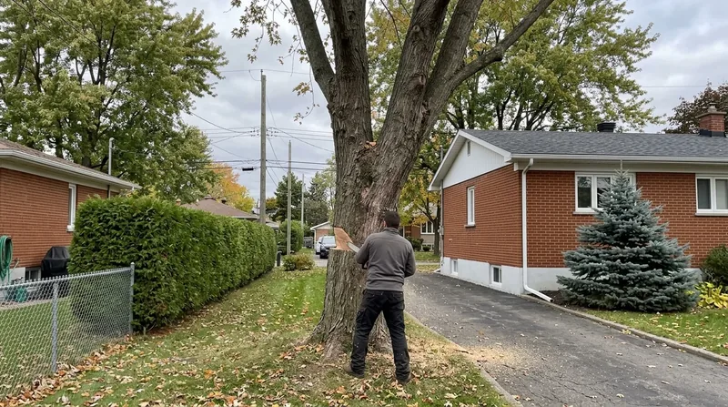 Abattage d'arbre Brossard