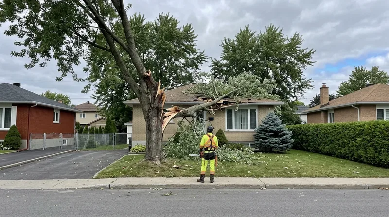 Abattage d'urgence 24/7 Brossard